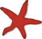 Starfish EBM Favorites
